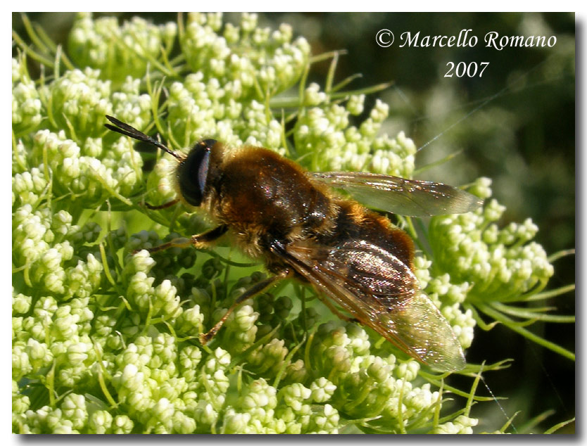 Una Stratiomys longicornis alle saline di Trapani (Diptera)